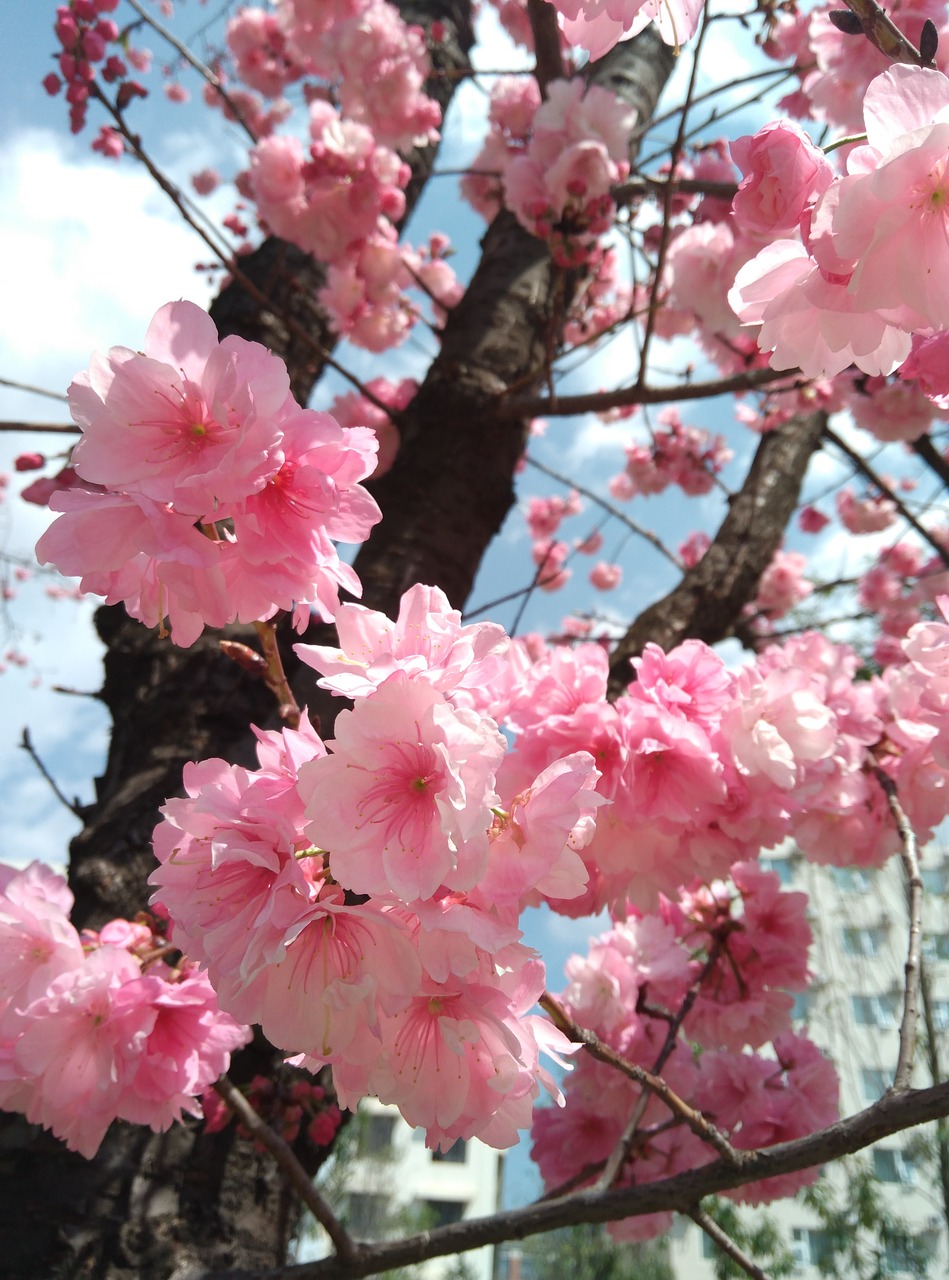 cherry blossom pink spring free photo