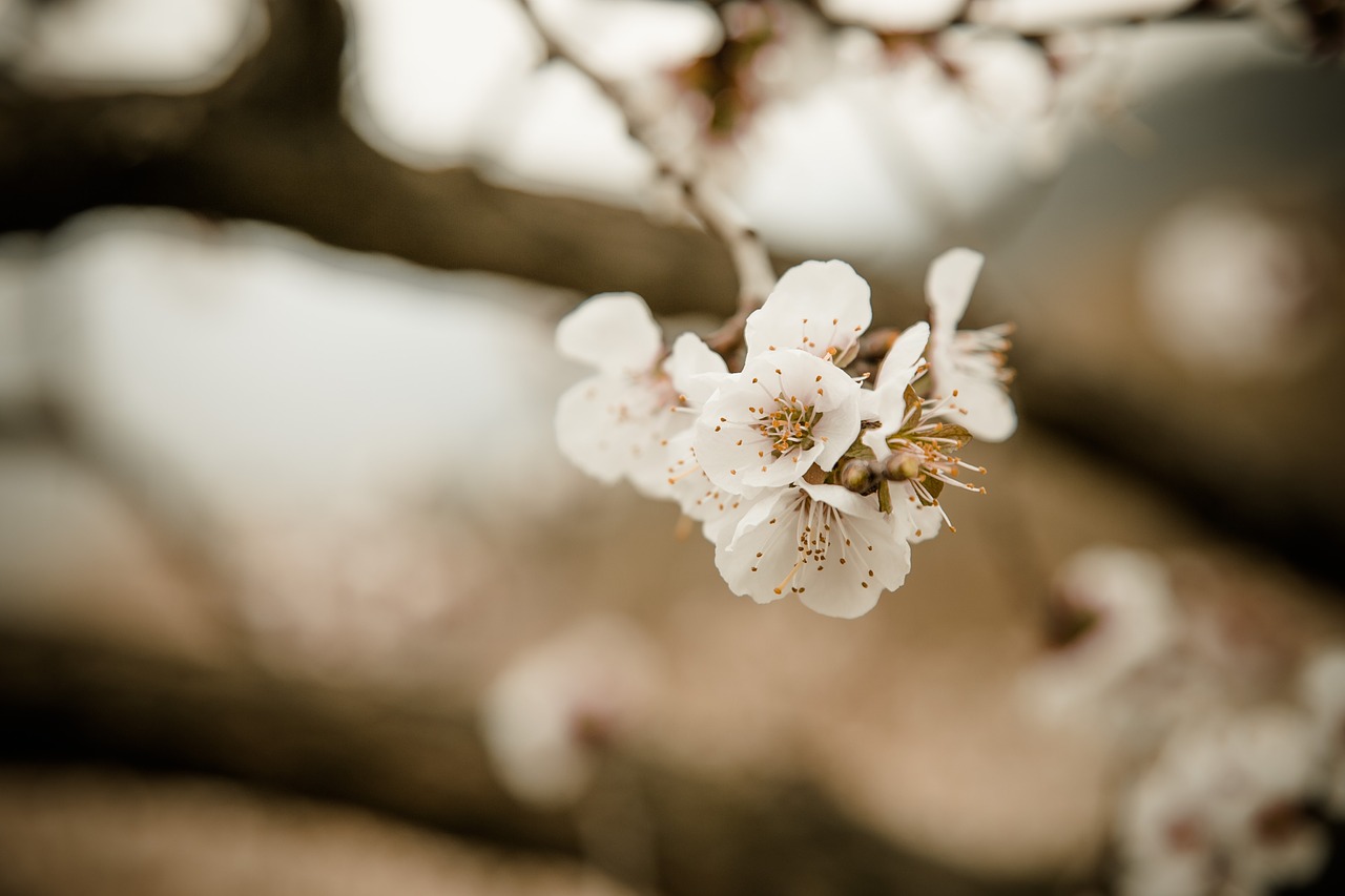 cherry blossom spring natural free photo