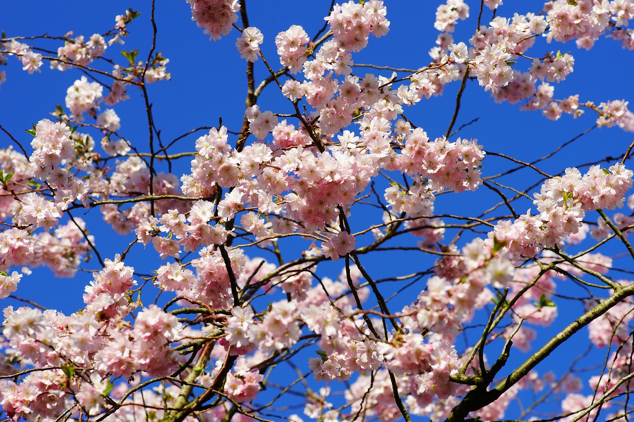 cherry blossom japanese cherry smell free photo