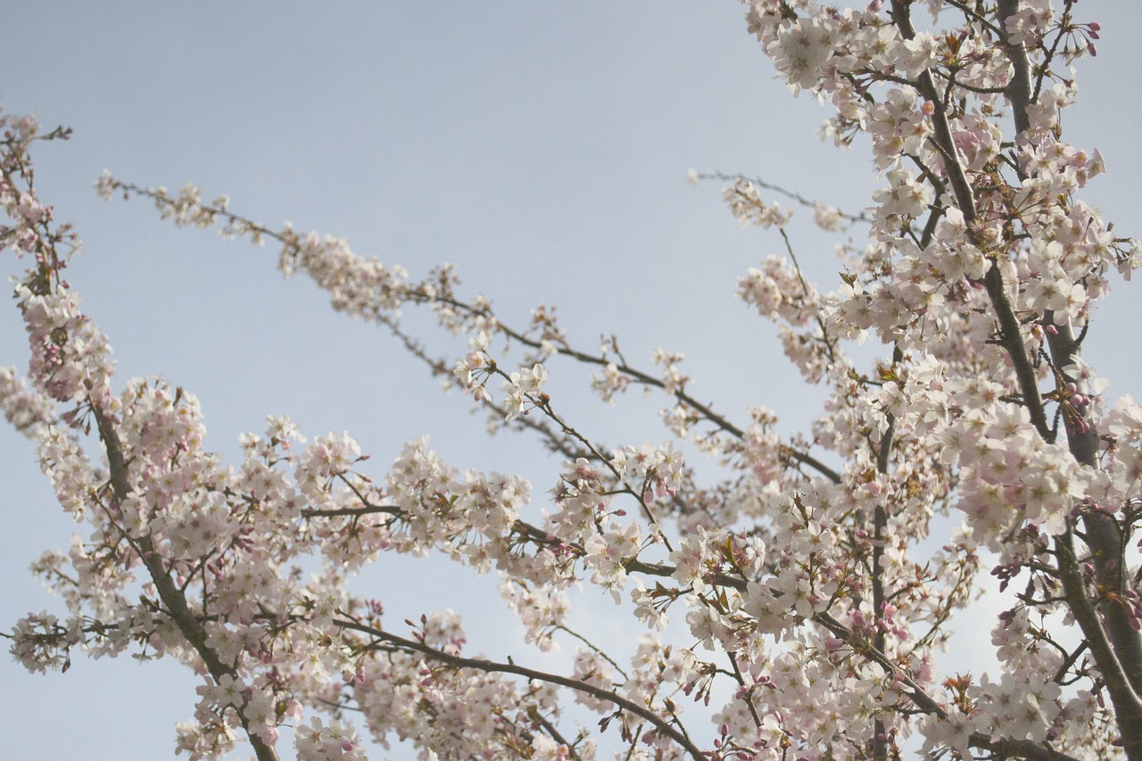 cherry blossom japan japanese free photo