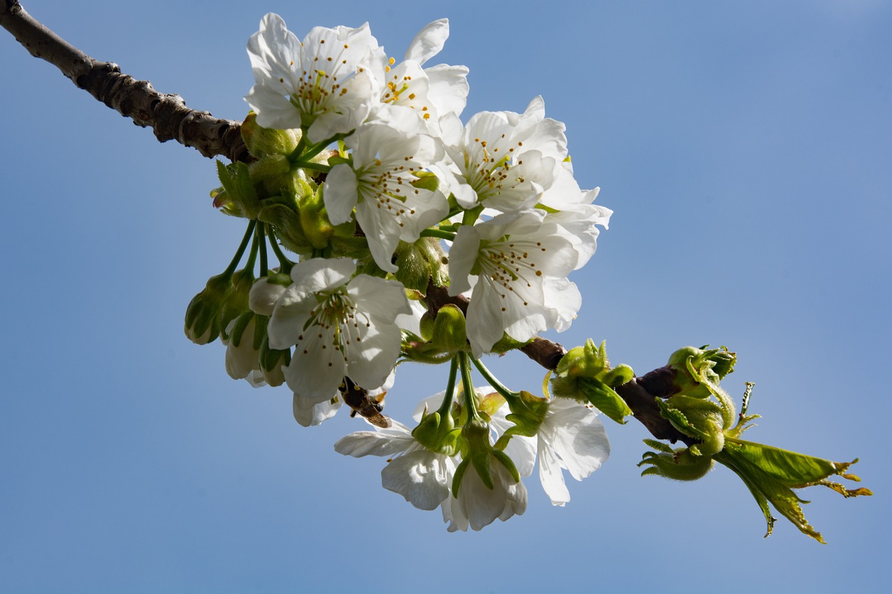 cherry blossom white blossom free photo