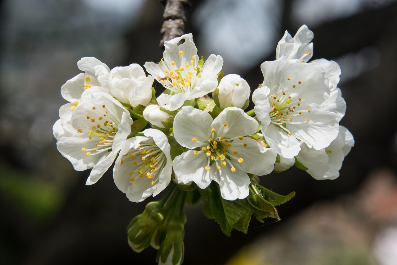 cherry blossom white blossom free photo