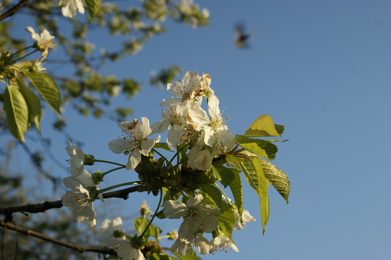 cherry blossom spring tree free photo