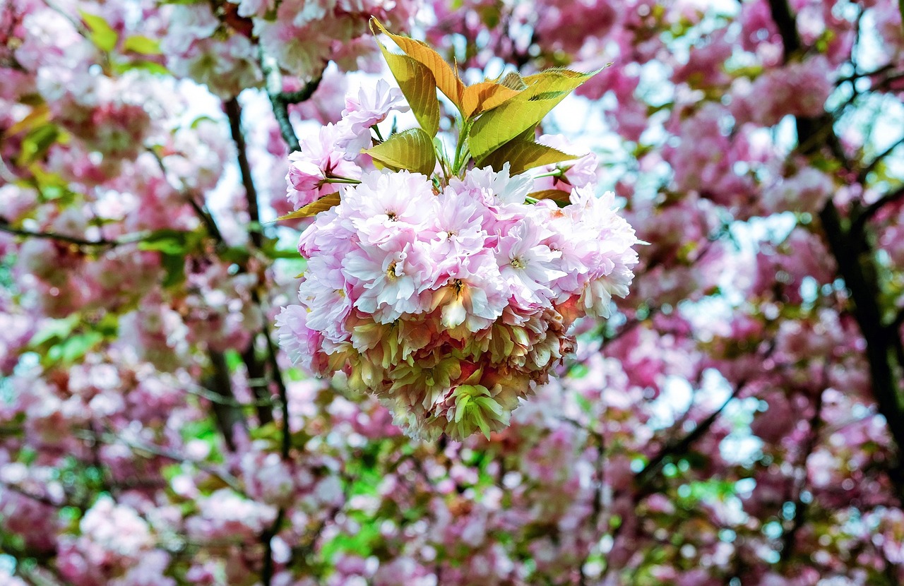 cherry blossom japanese cherry smell free photo