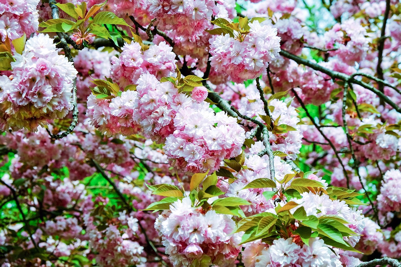 cherry blossom japanese cherry blossom flowers free photo