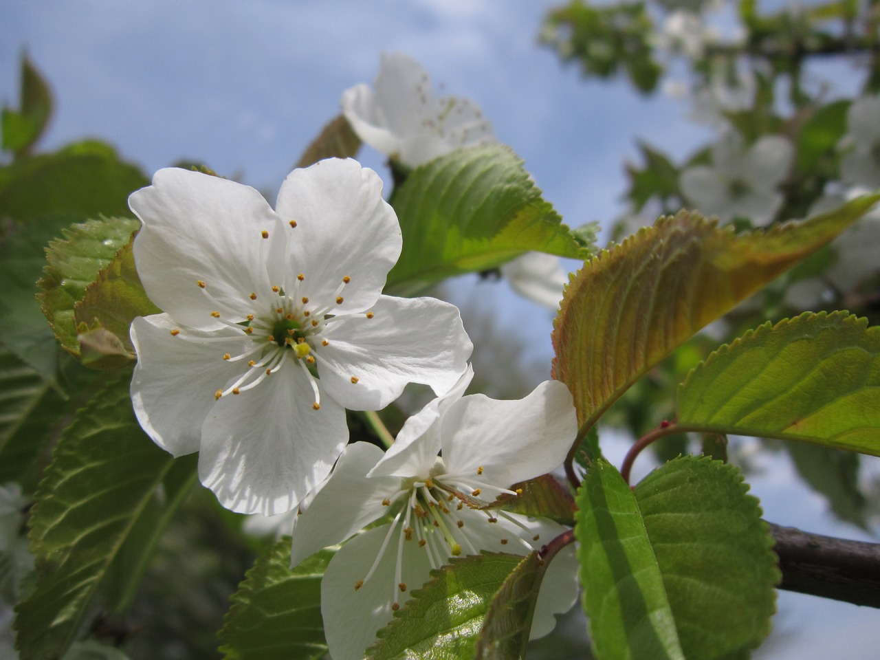 cherry blossom close spring free photo