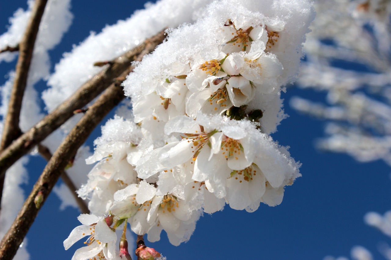 cherry blossom japanese cherry trees blossom free photo