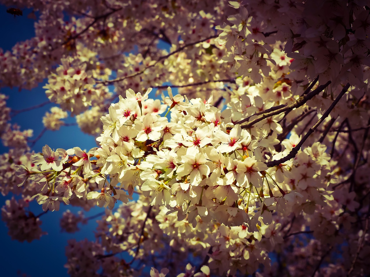 cherry blossom ornamental cherry tree free photo