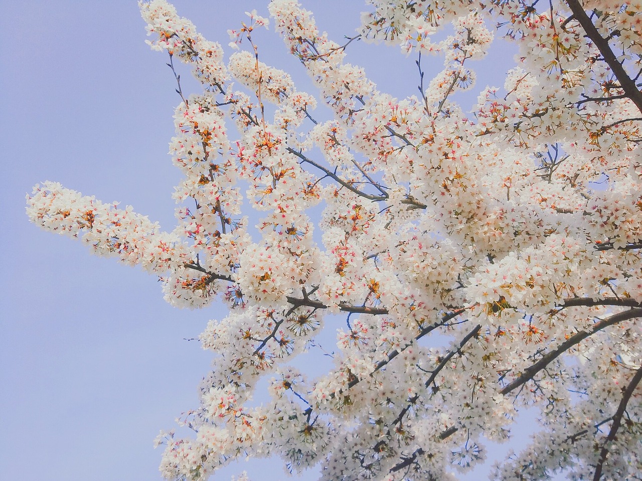 cherry blossom spring flowers free photo