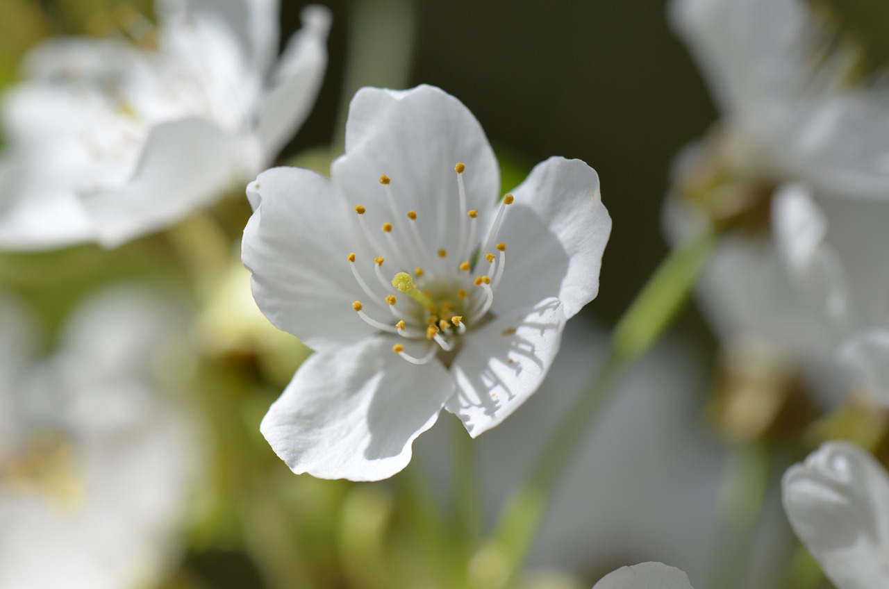 cherry blossom white blossom free photo