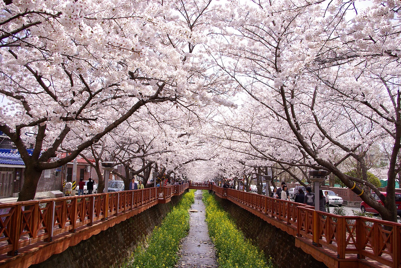 cherry blossom gunhangje jinhae free photo