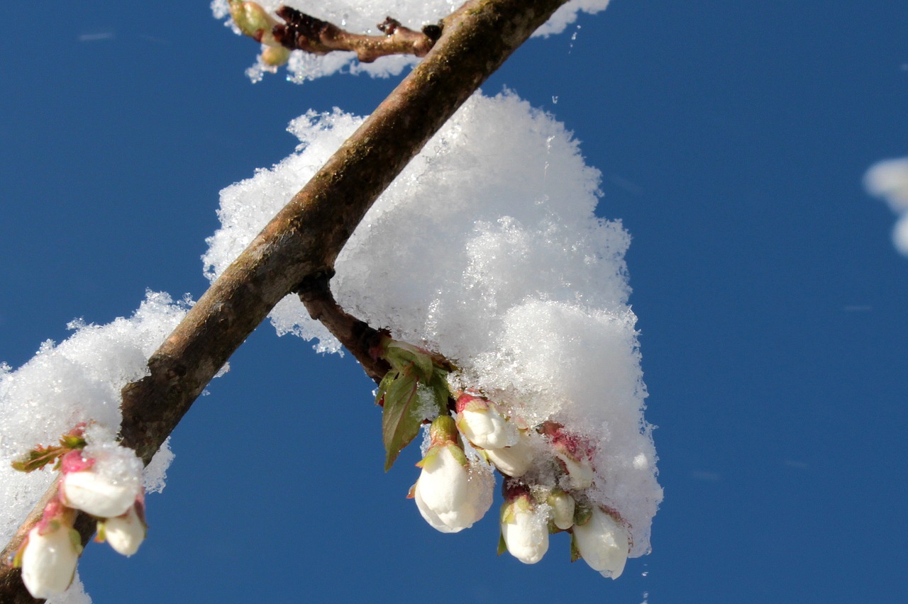 cherry blossom japanese cherry trees bloom closed free photo