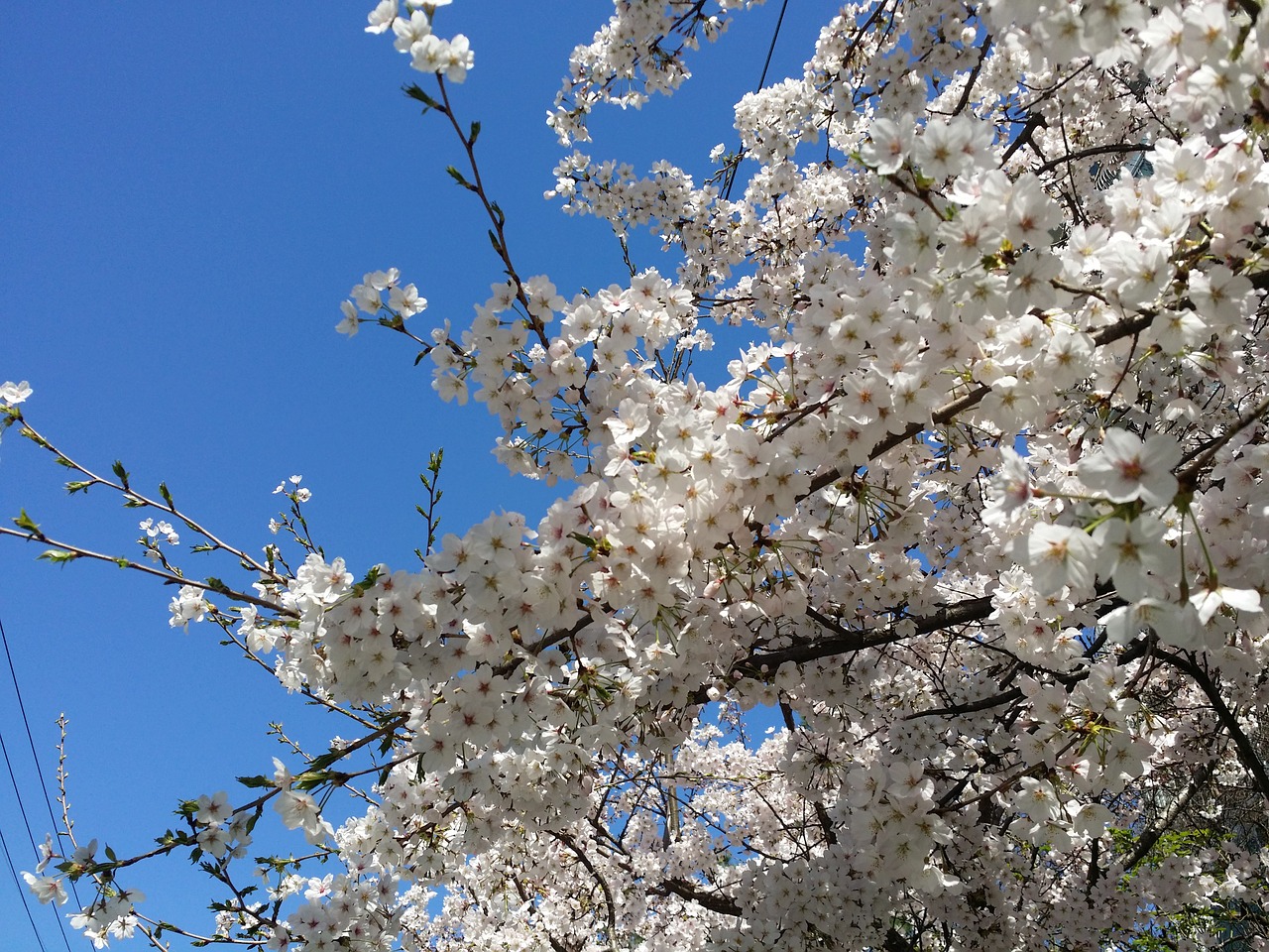 cherry blossom cherry tree spring free photo