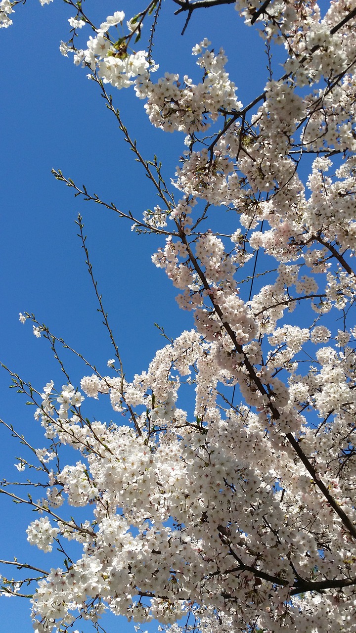 cherry blossom cherry tree spring free photo