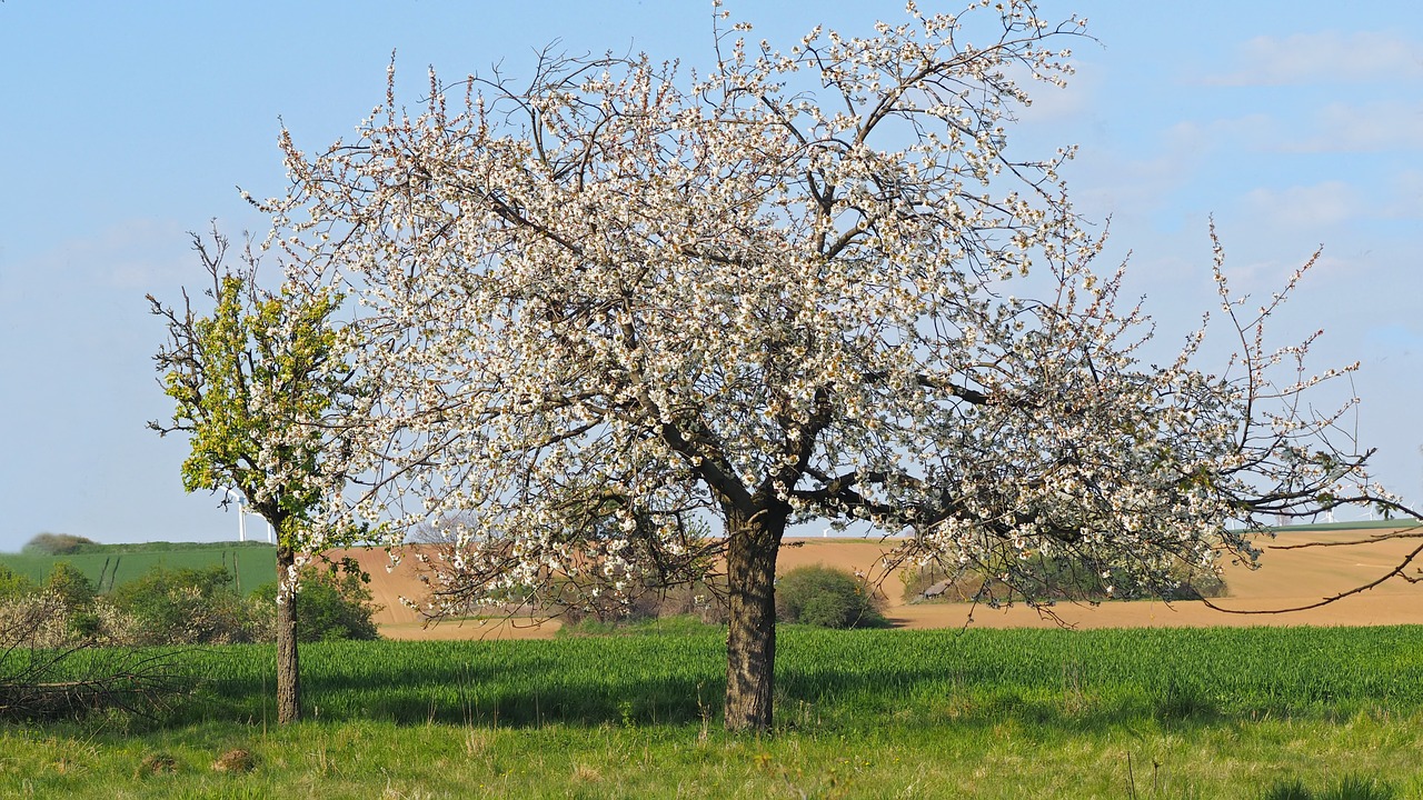 plant nature live free photo