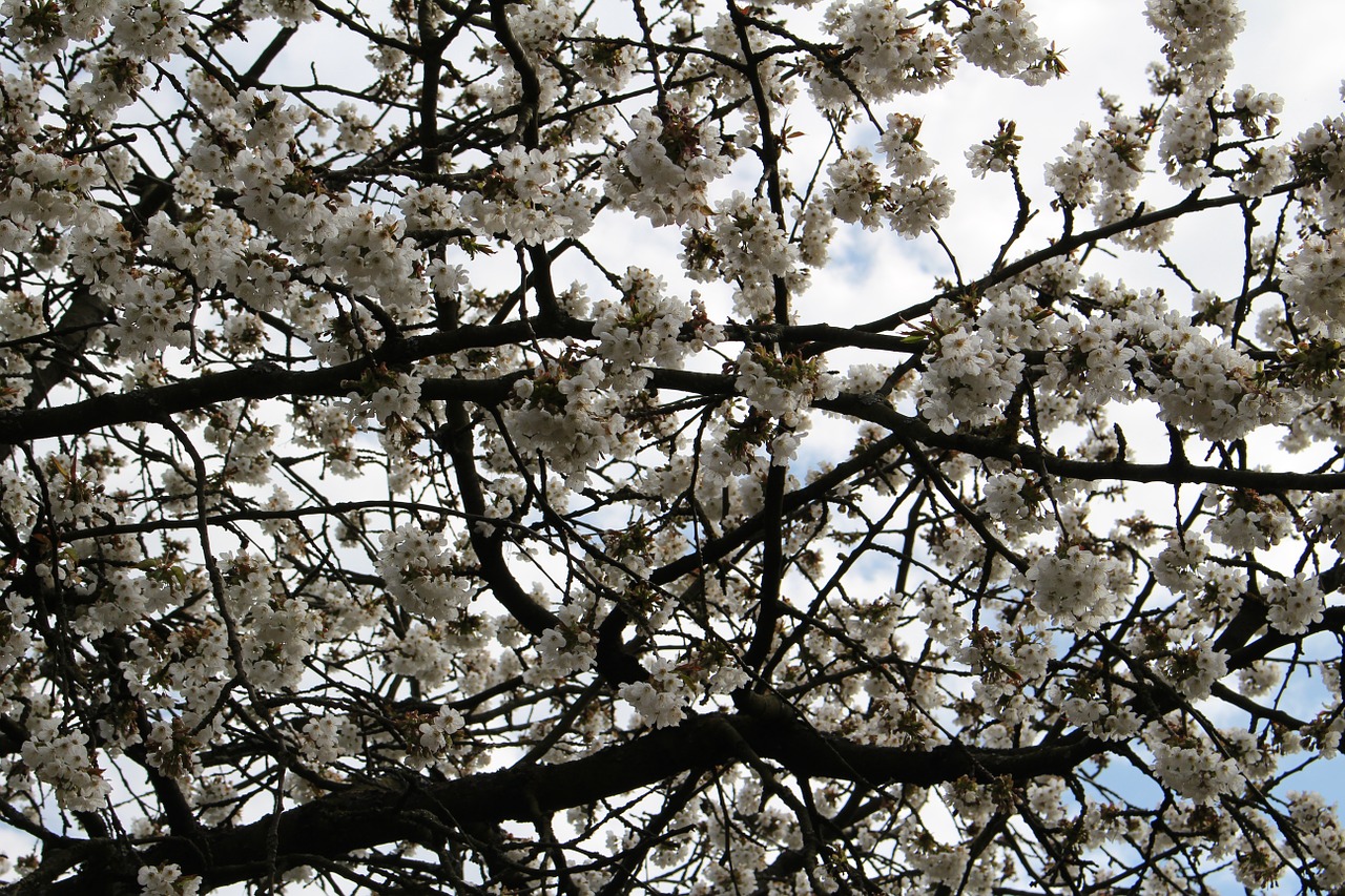 cherry blossom tree cherry free photo