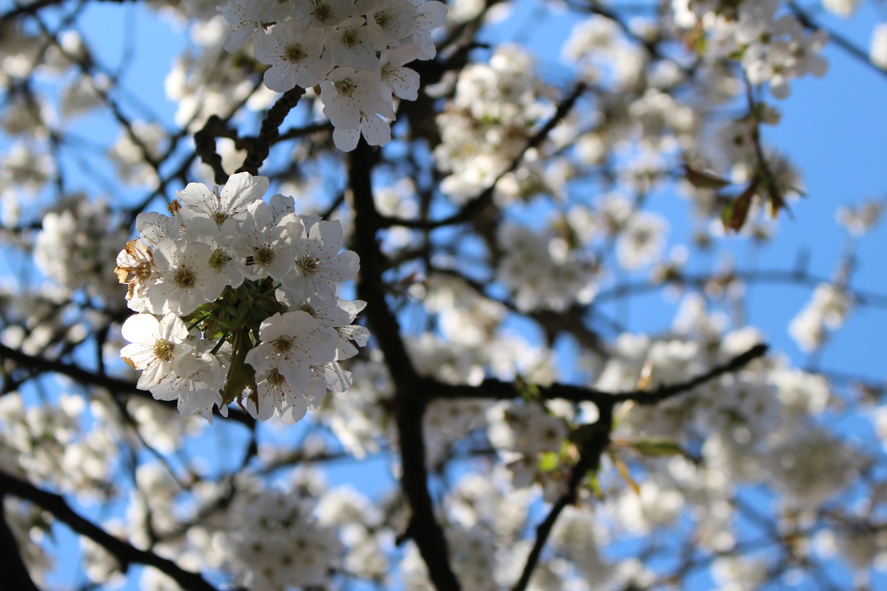 cherry blossom tree cherry free photo