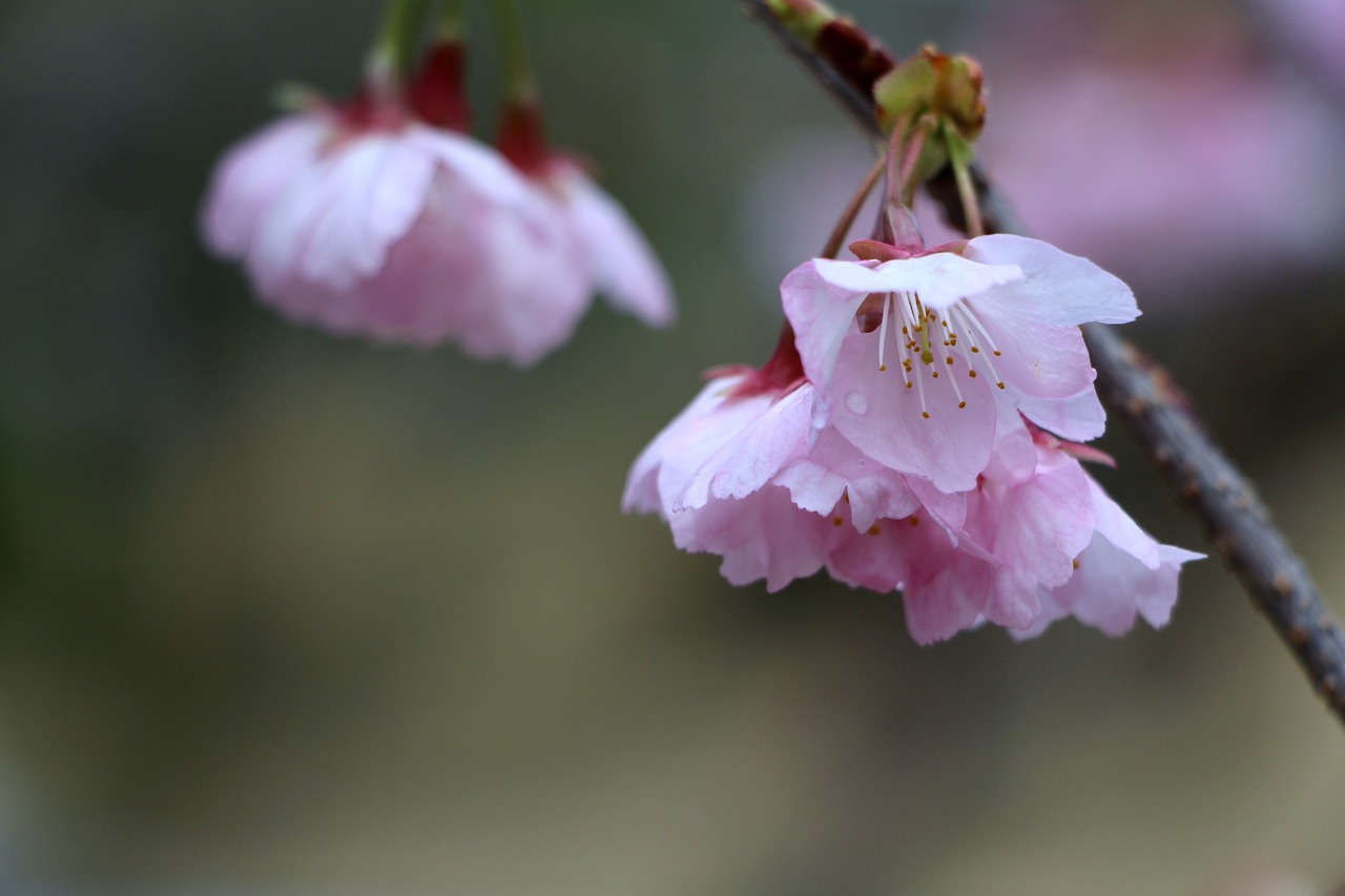 cherry blossom spring nature free photo