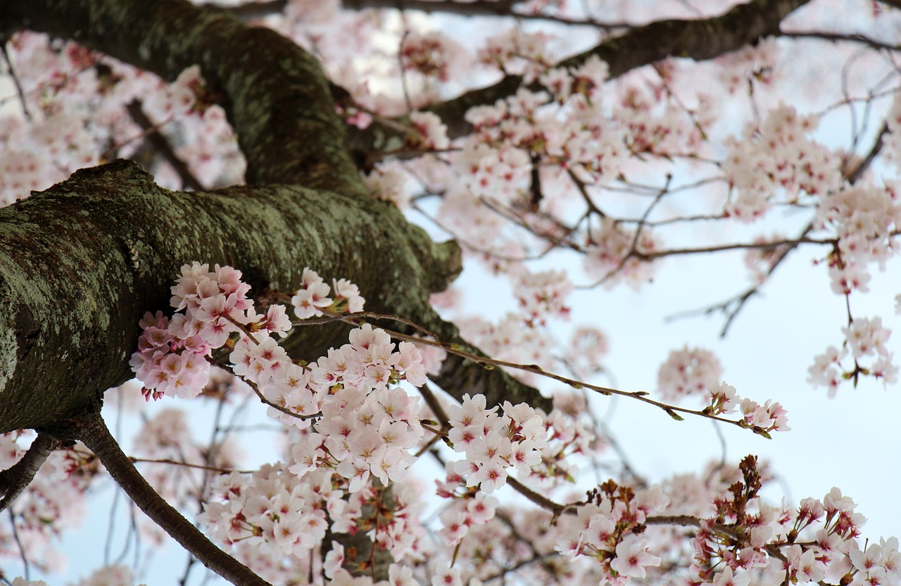 cherry blossom flowers spring free photo