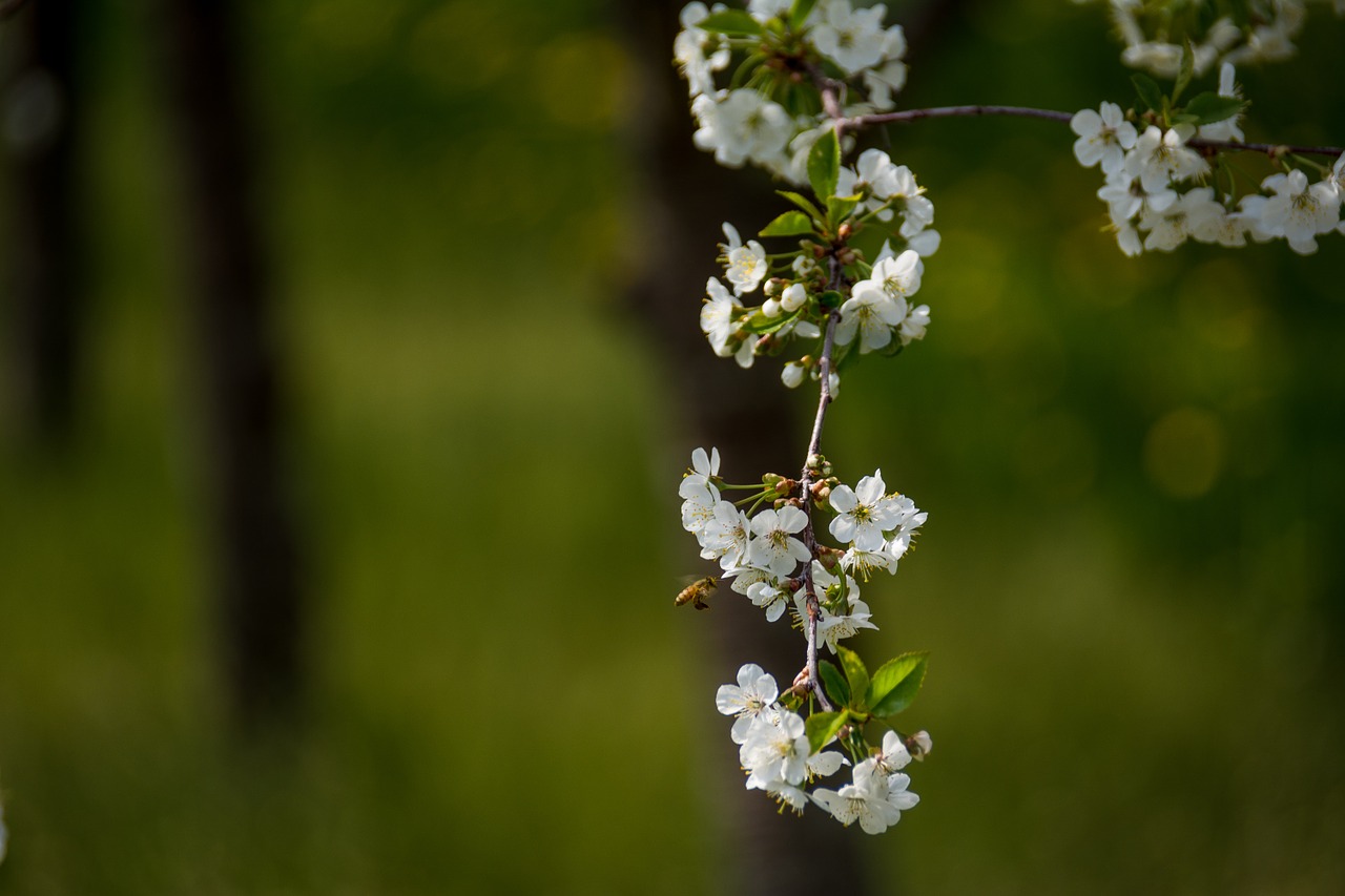 cherry blossom flower spring free photo