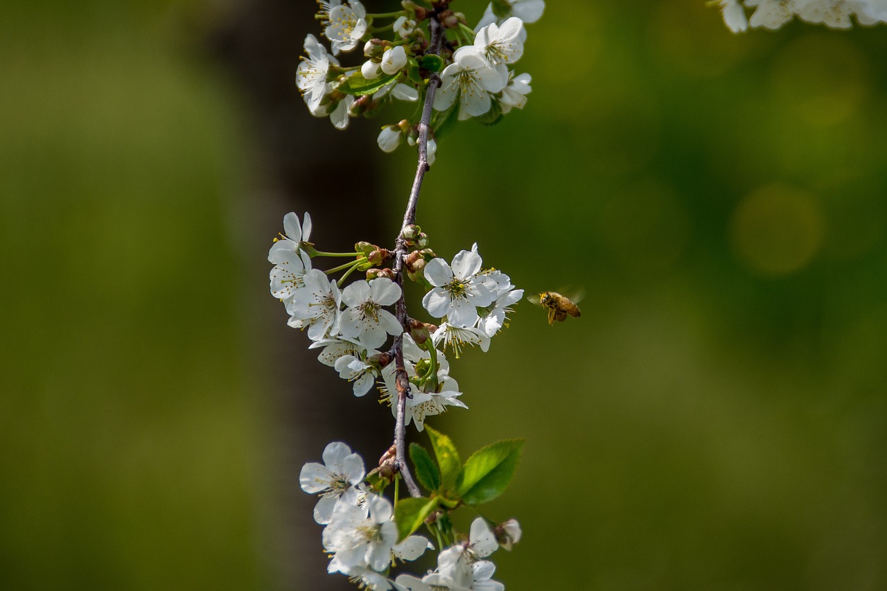 cherry blossom flower spring free photo