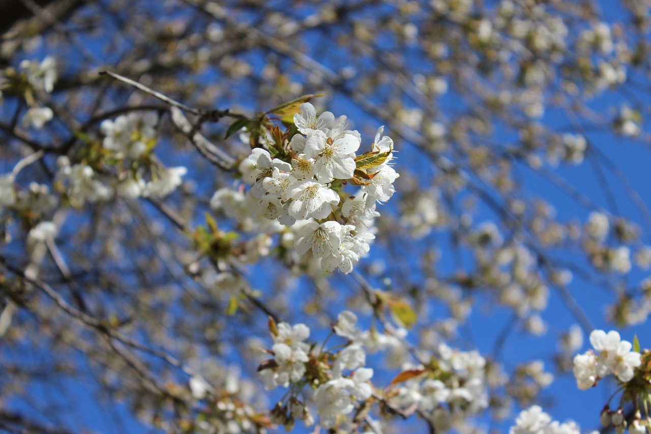 cherry trees close-up flower spring free photo