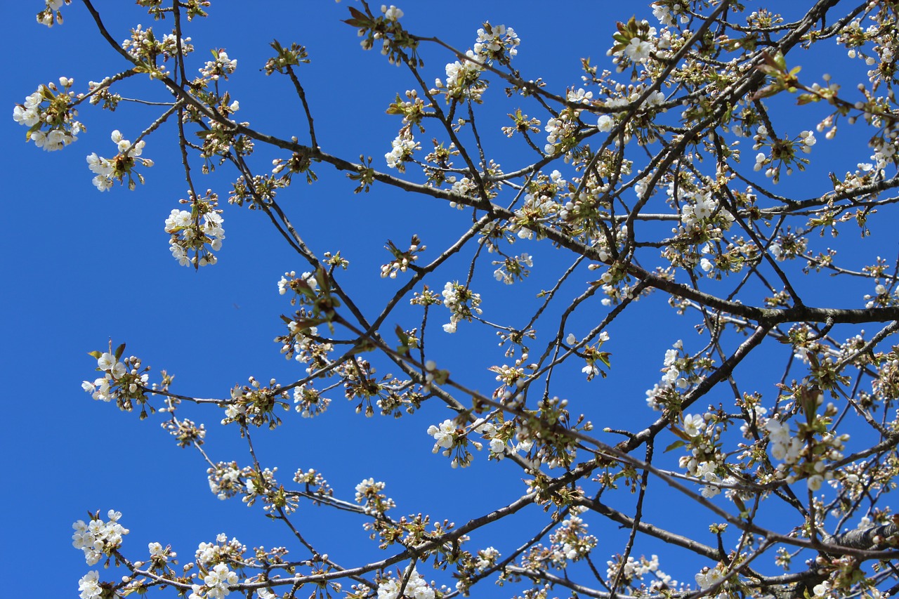 cherry trees blue sky spring free photo