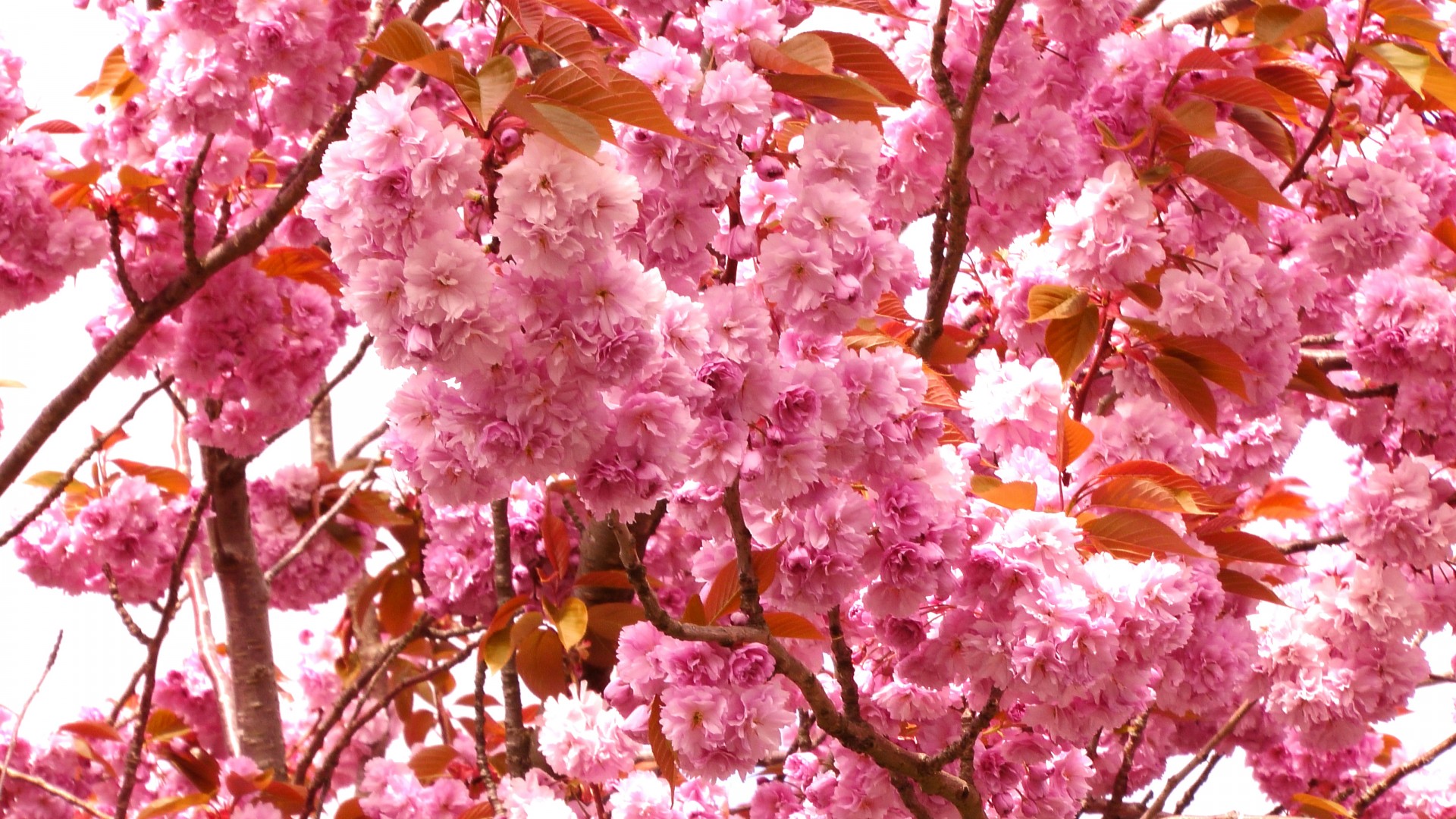 cherry blossom trees cherry blossom spring rock garden free photo