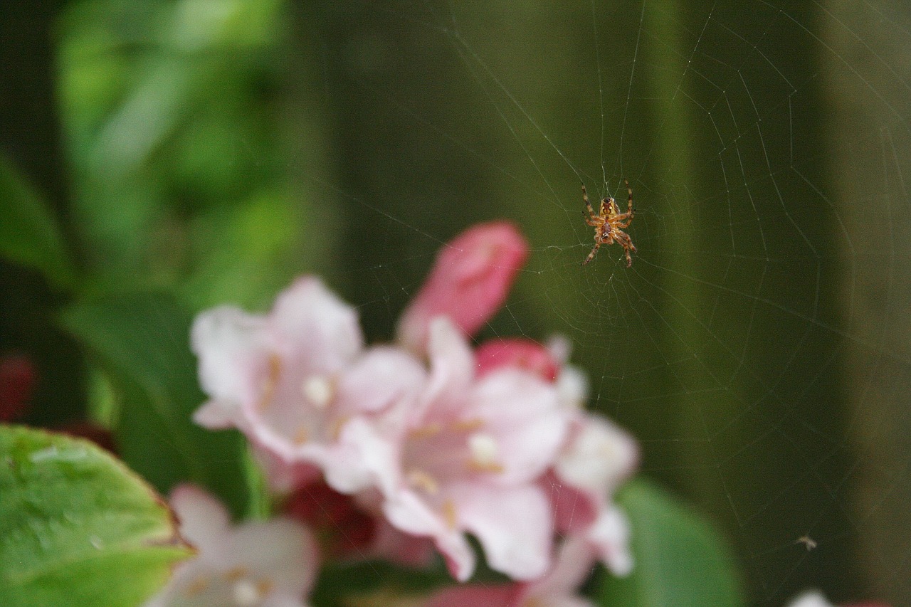 cherry blossom spider macro free photo