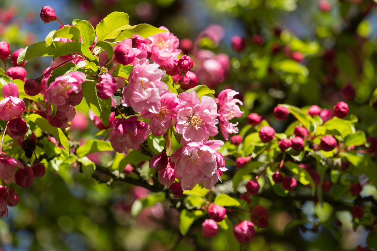 cherry blossom blossom bloom free photo