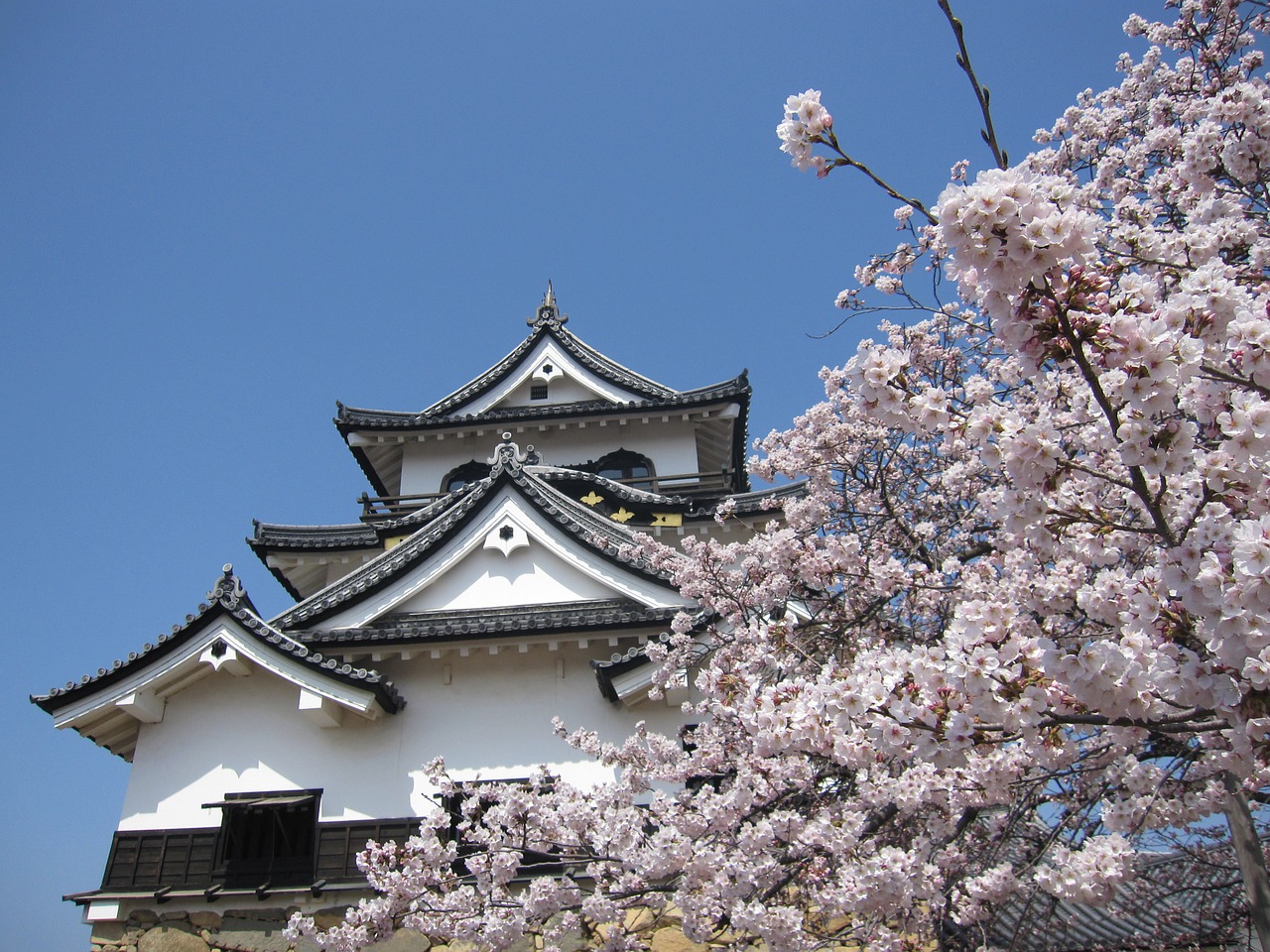 cherry blossom japan spring free photo