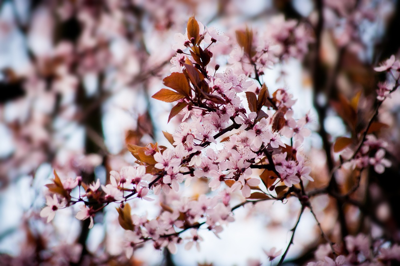 cherry blossom tree flowers free photo