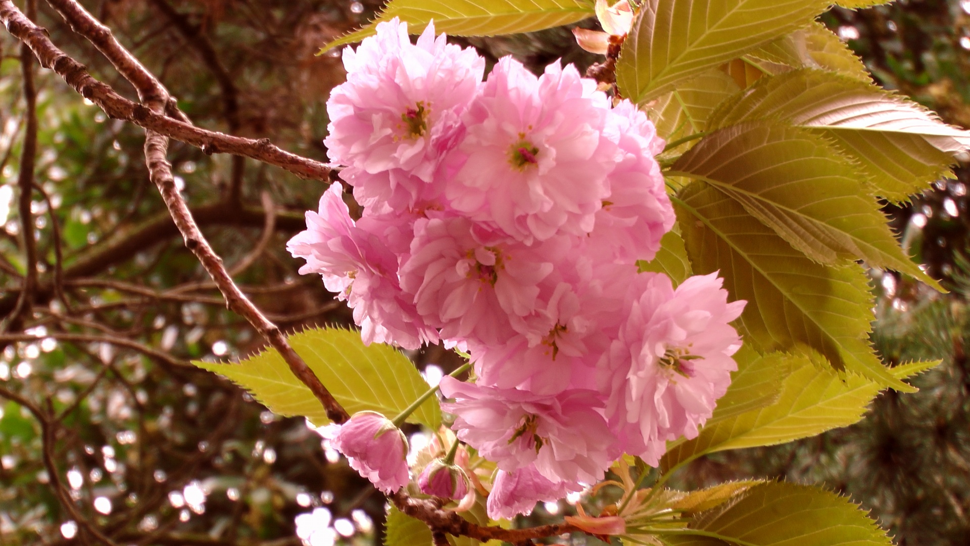cherry blossom tree free photo