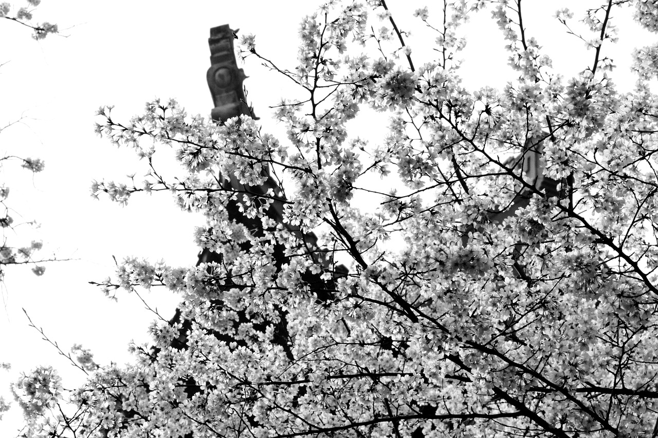 cherry blossom scenery china free photo