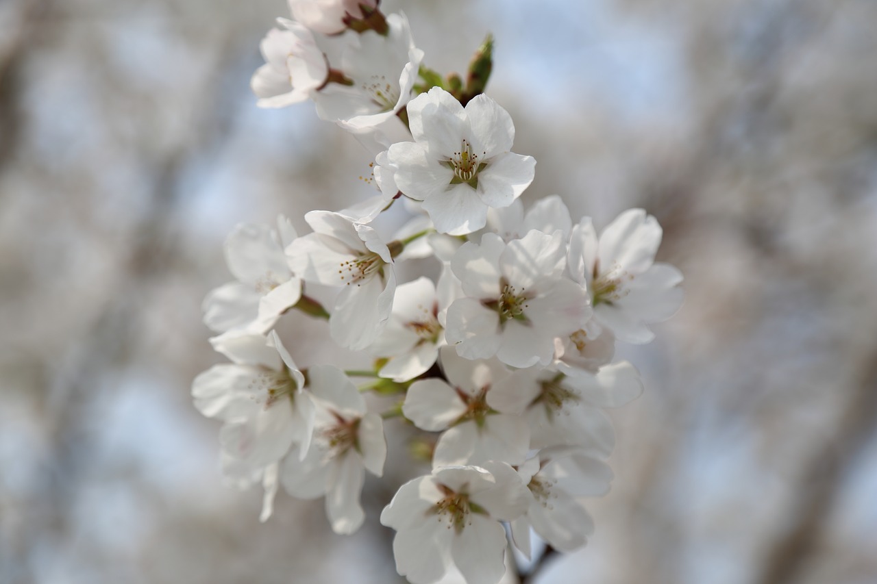 cherry blossom spring petal free photo