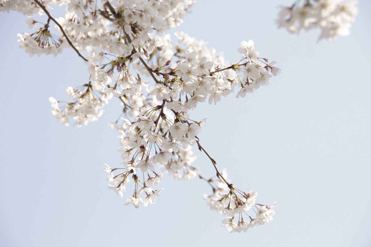 cherry blossom flowers spring free photo