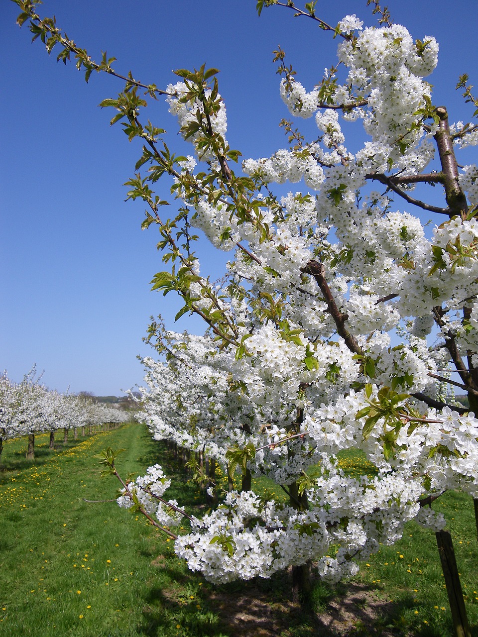 cherry blossom cherry trees bloom free photo