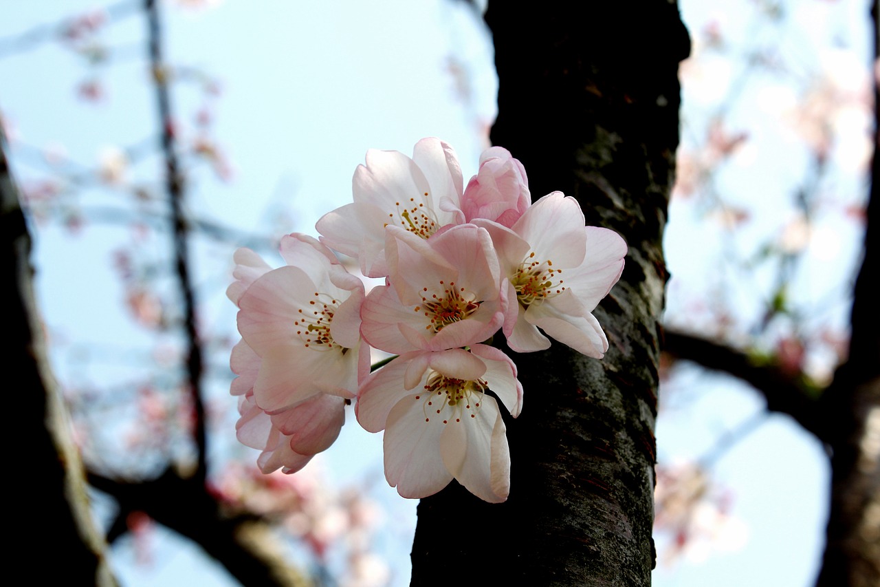 cherry blossom early spring scent delicate free photo