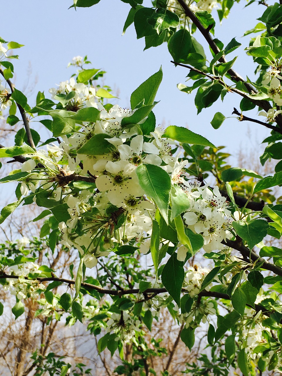 cherry blossom plant park free photo