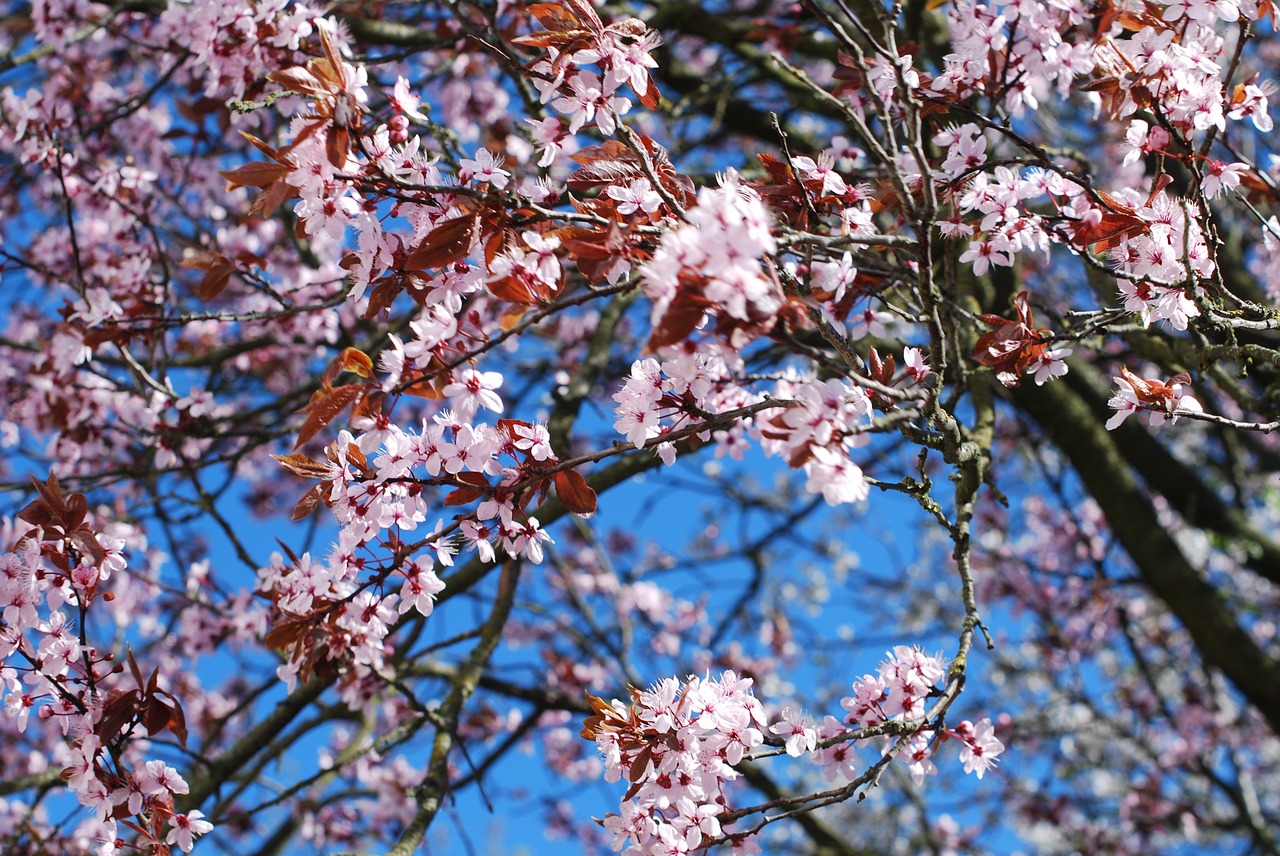 cherry blossom cherry blossom free photo