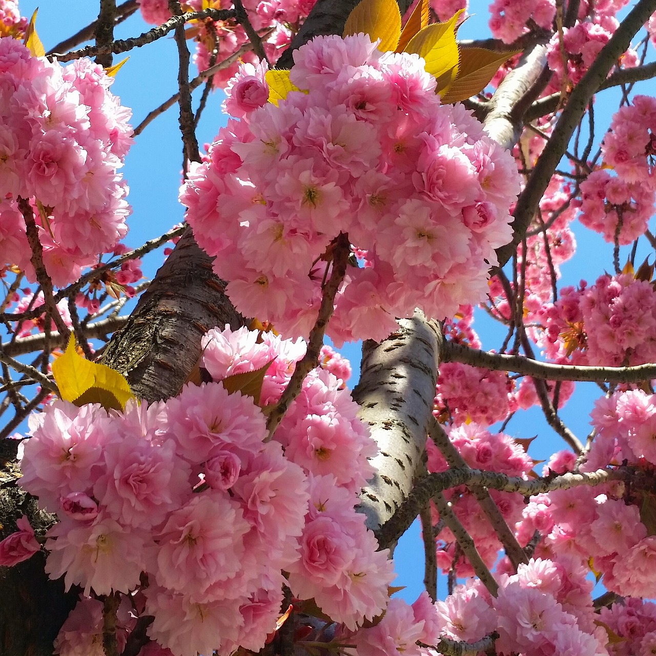 cherry blossom bonn heer road free photo