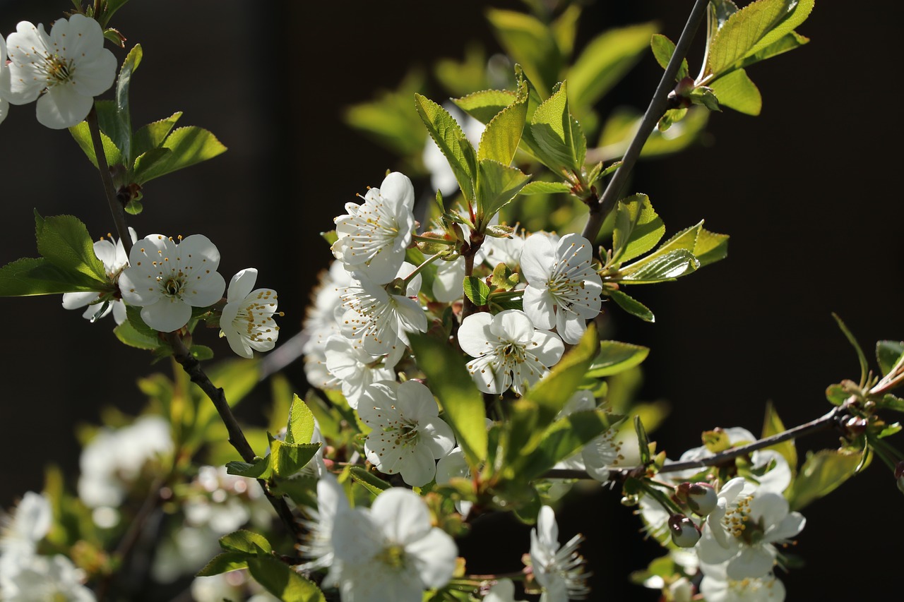 cherry blossom nature spring free photo