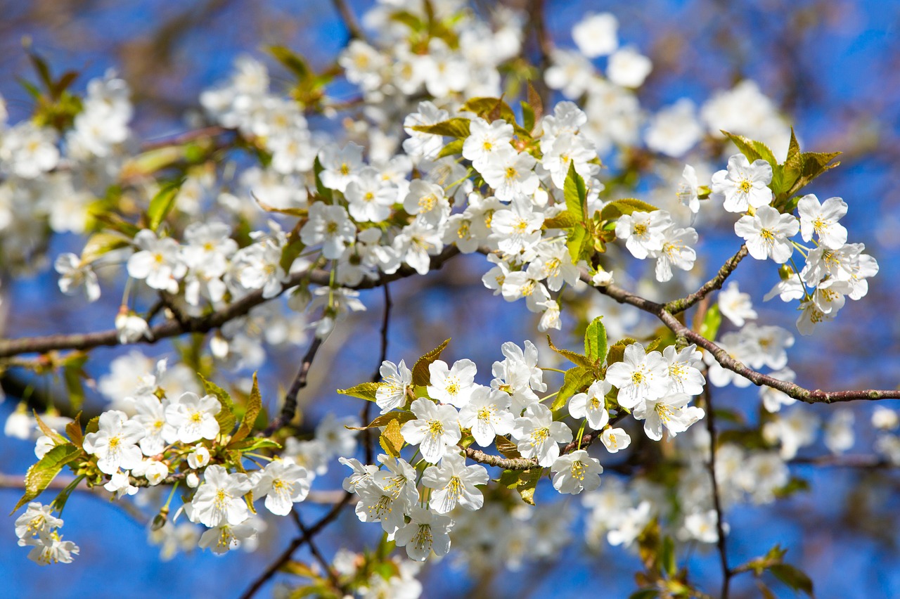 cherry blossom spring blossom free photo