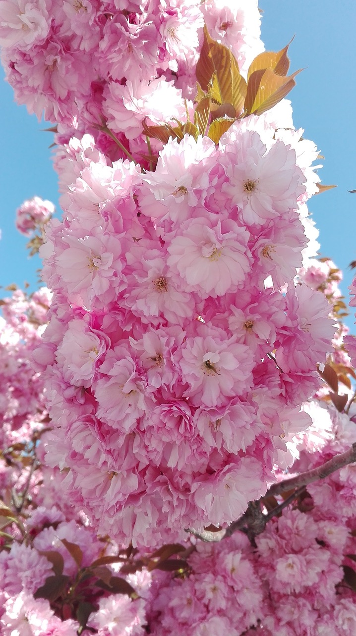 cherry blossom yantai flower free photo