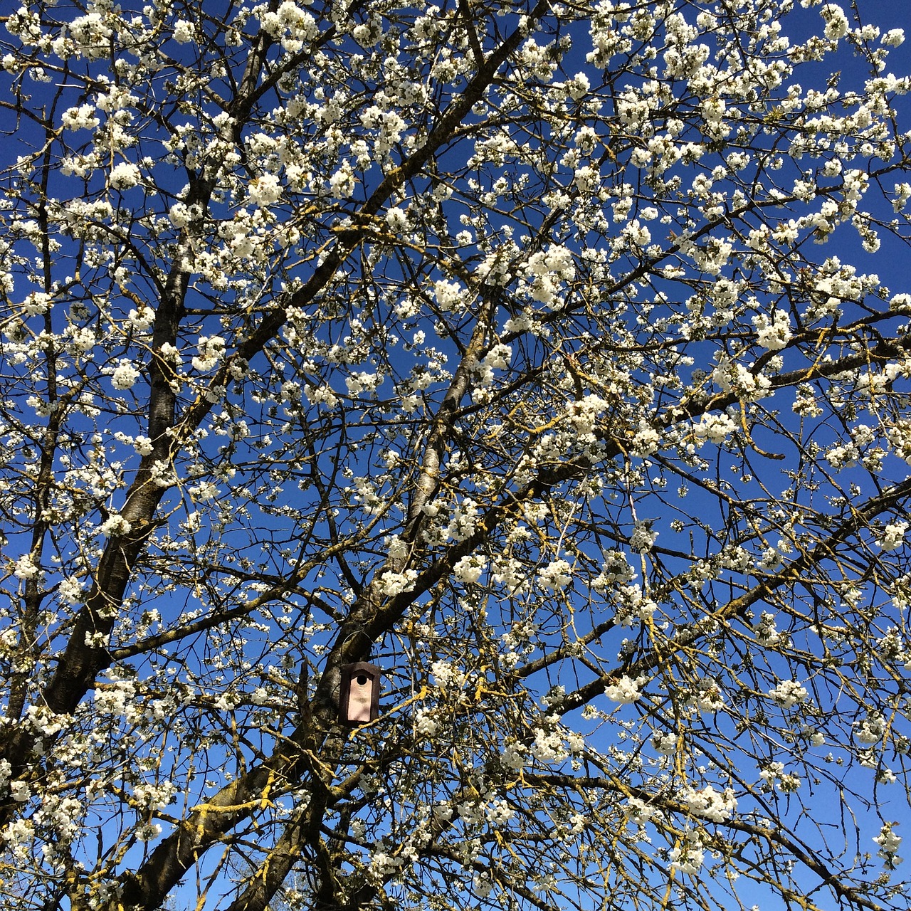 cherry blossom bird feeder spring free photo