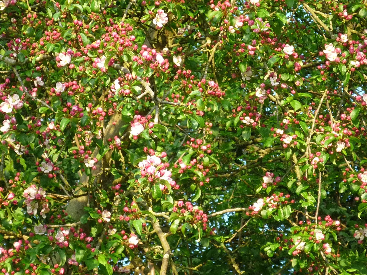 cherry blossom nature tree free photo