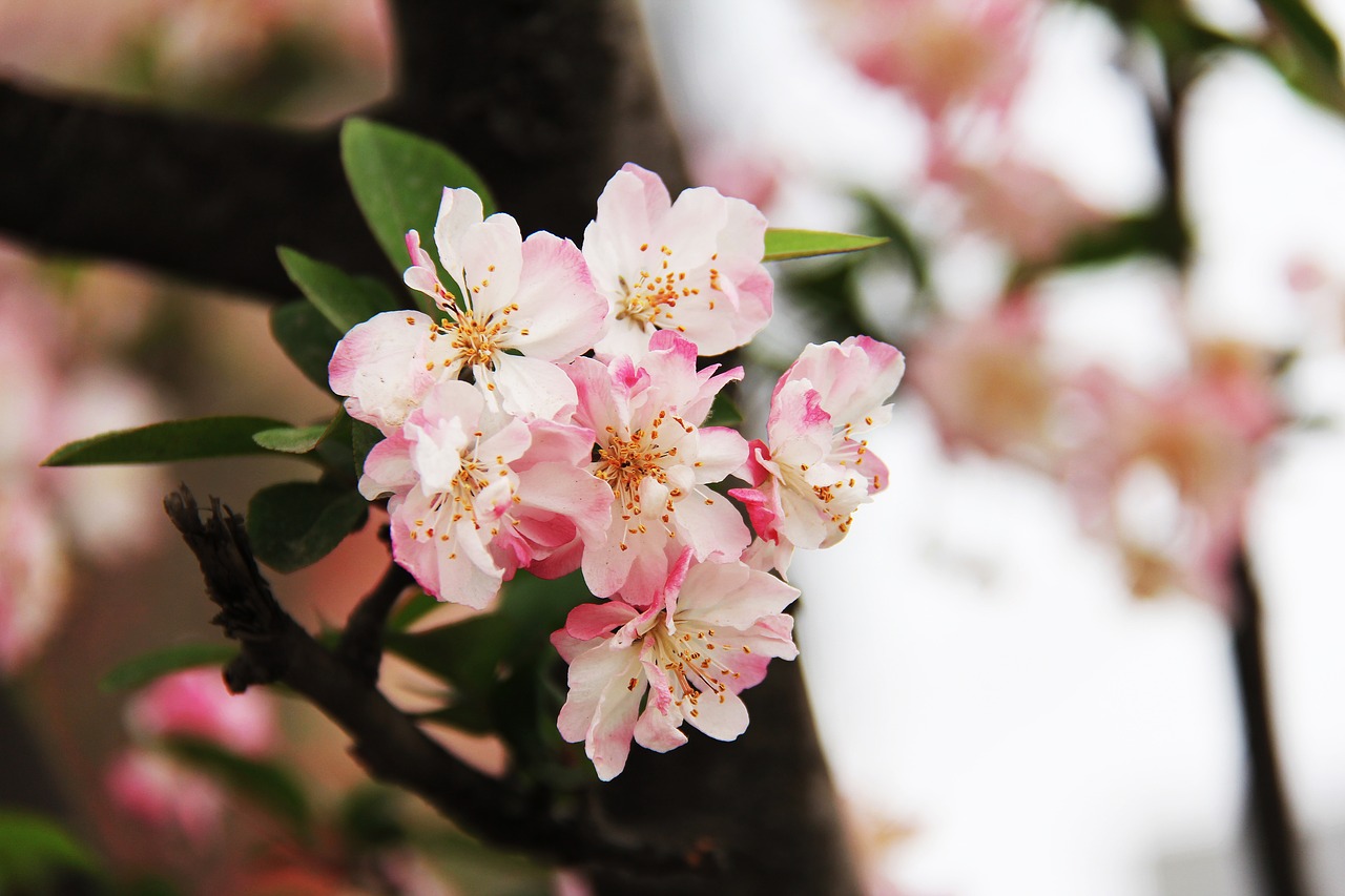 cherry blossom peony march free photo