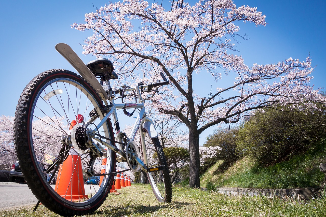 cherry blossom bicycle bike free photo