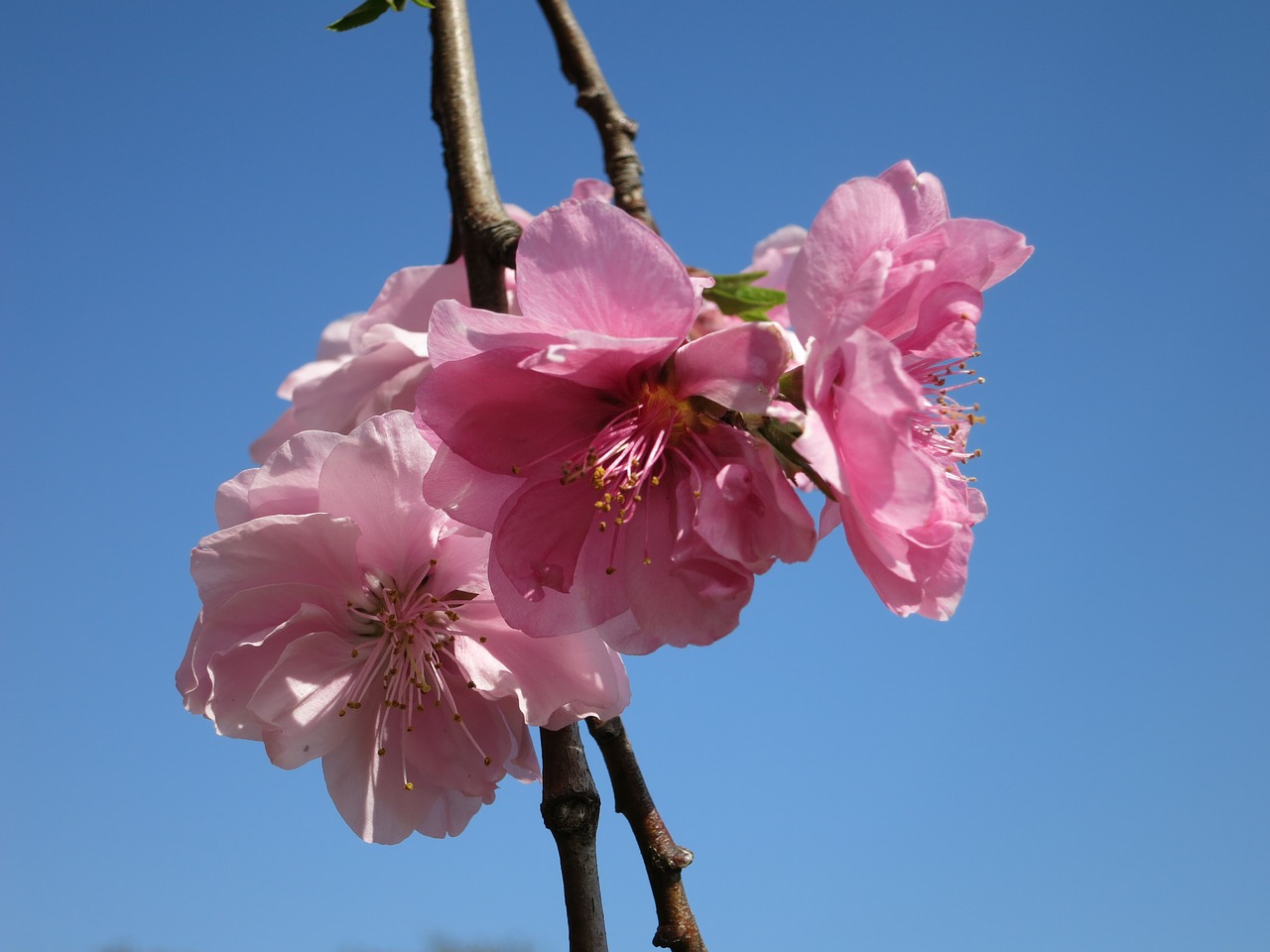 cherry blossom blossom sakura free photo