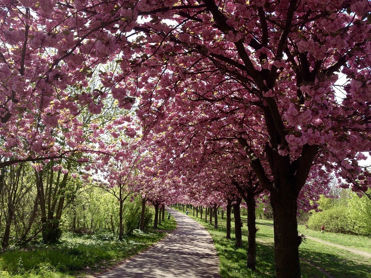 cherry blossom berlin bloom free photo